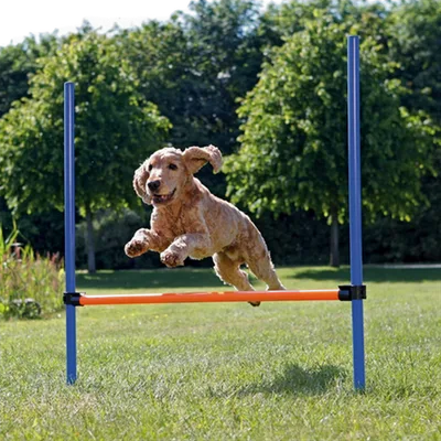 Trixie Agility Hopphinder