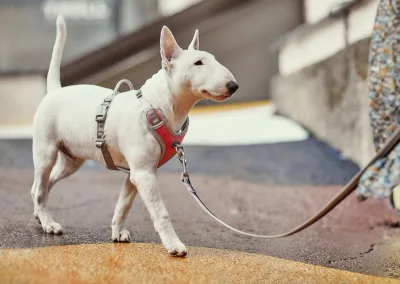 Hurtta Venture No-Pull Hundsele Orange