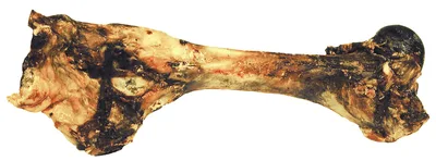 T-oxben Jumbo 40-60cm