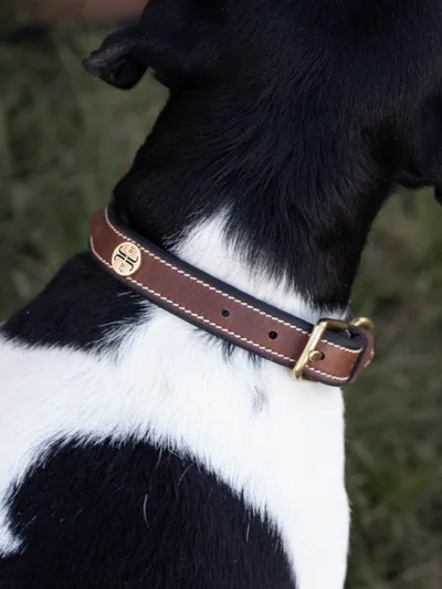 Arezzo Hundhalsband Brun 45cm